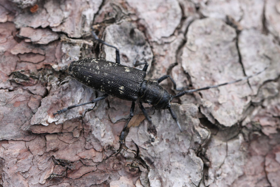 Monochamus sartor e sutor svizzeri